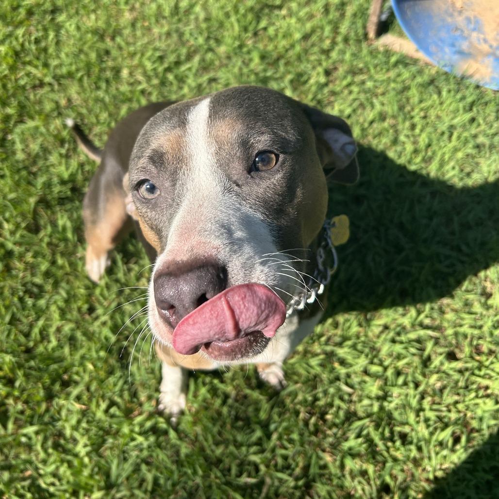Enlarge Susie Q, a Adoptable Mixed Breed in Auburn, AL image 3/6