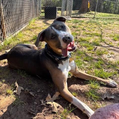 Enlarge Susie Q, a Adoptable Mixed Breed in Auburn, AL image 4/6