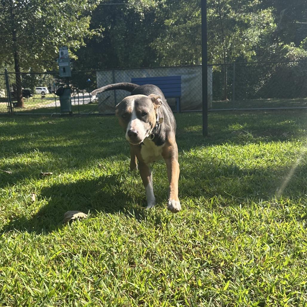 Enlarge Susie Q, a Adoptable Mixed Breed in Auburn, AL image 5/6