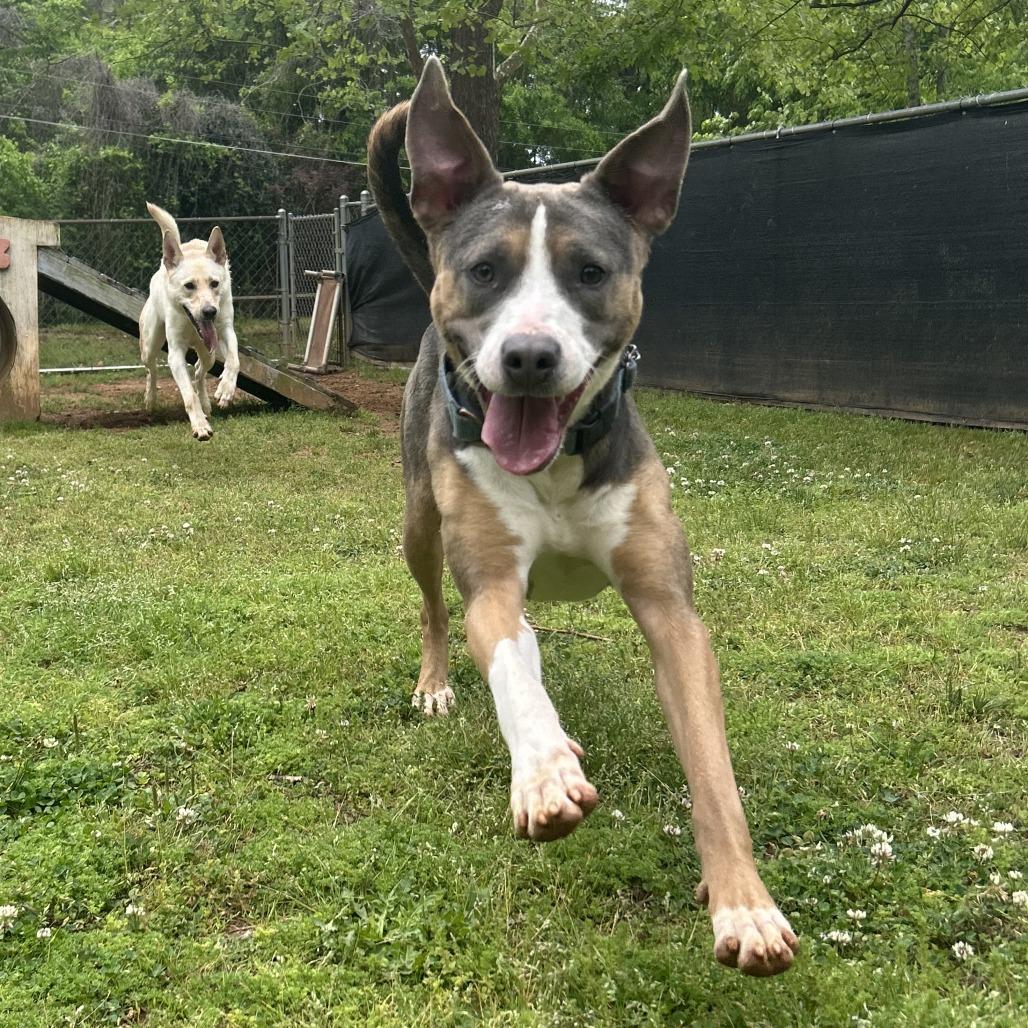 Enlarge Susie Q, a Adoptable Mixed Breed in Auburn, AL image 5/6