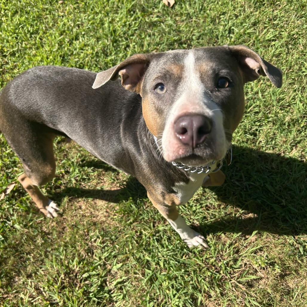 Enlarge Susie Q, a Adoptable Mixed Breed in Auburn, AL image 6/6