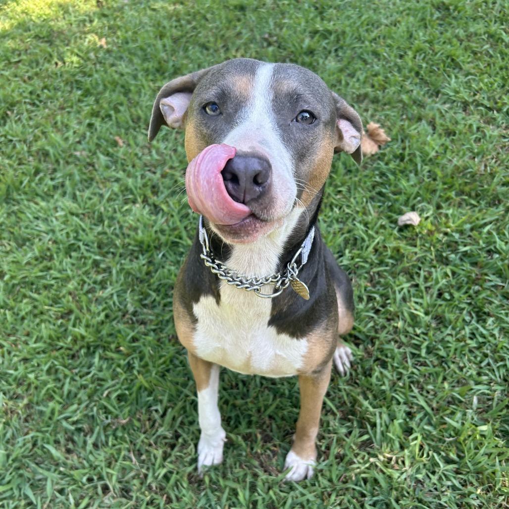 Enlarge Susie Q, a Adoptable Mixed Breed in Auburn, AL image 6/6