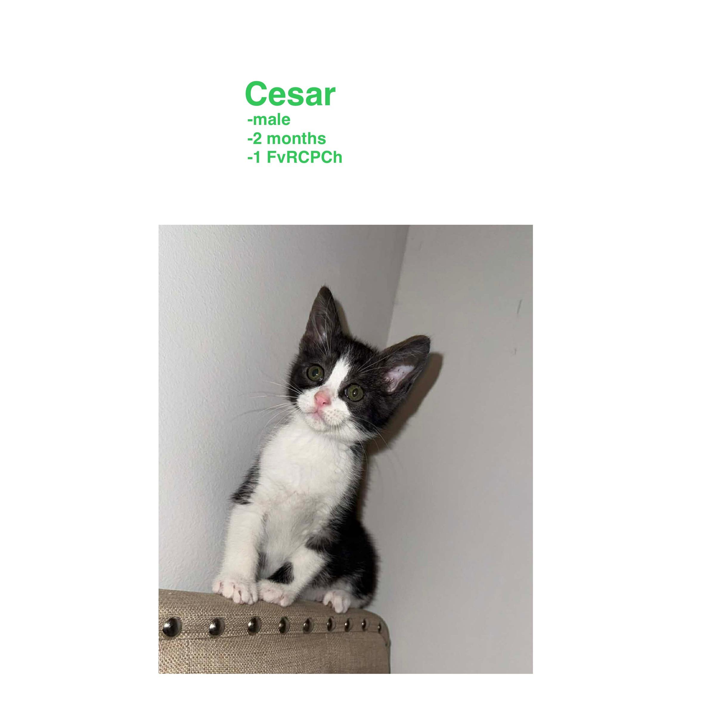 Enlarge Cesar, an adopted Domestic Short Hair in Mount Pleasant, TX image 1/1