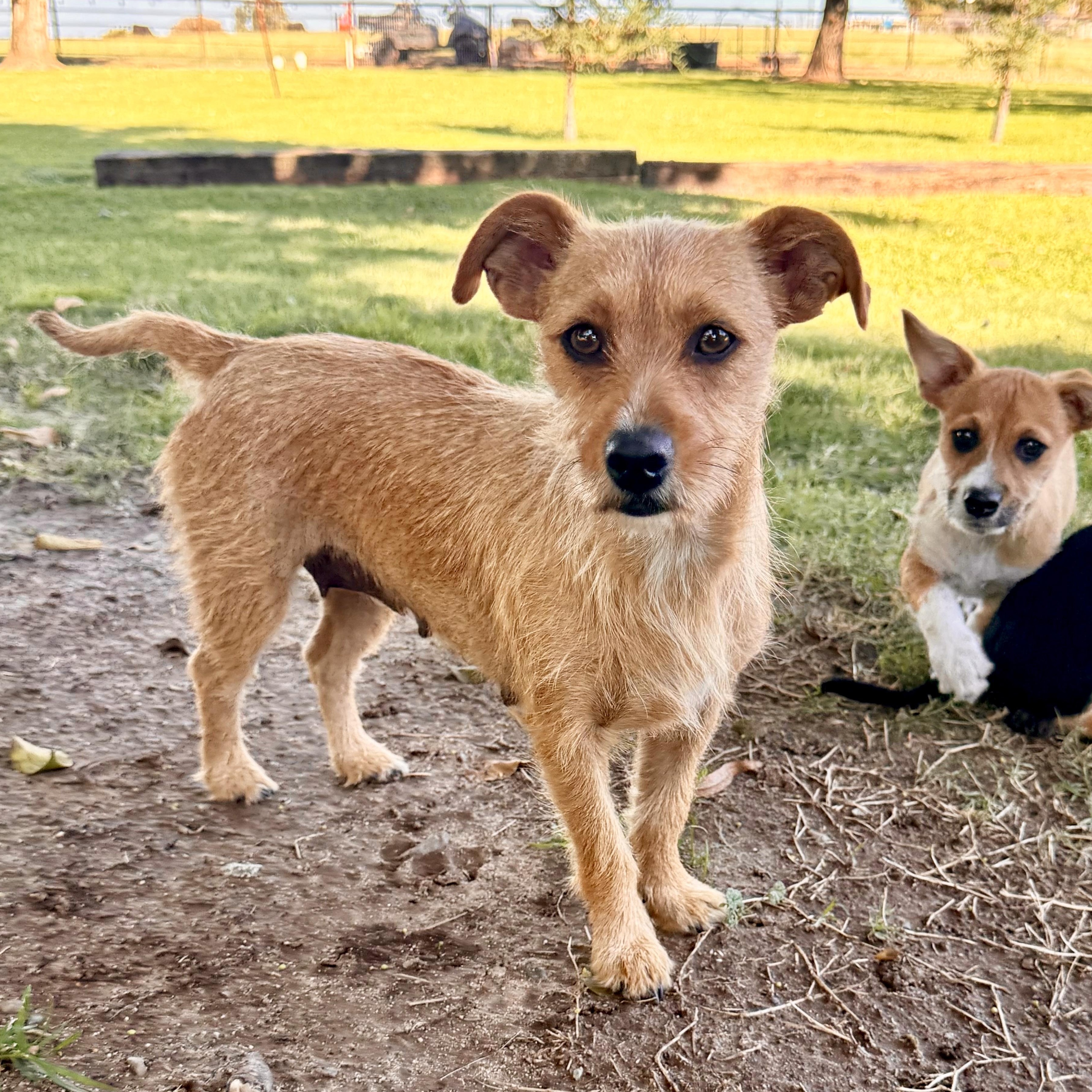 Enlarge Kiwi, a Adoptable mixed breed in modesto, CA image 2/6