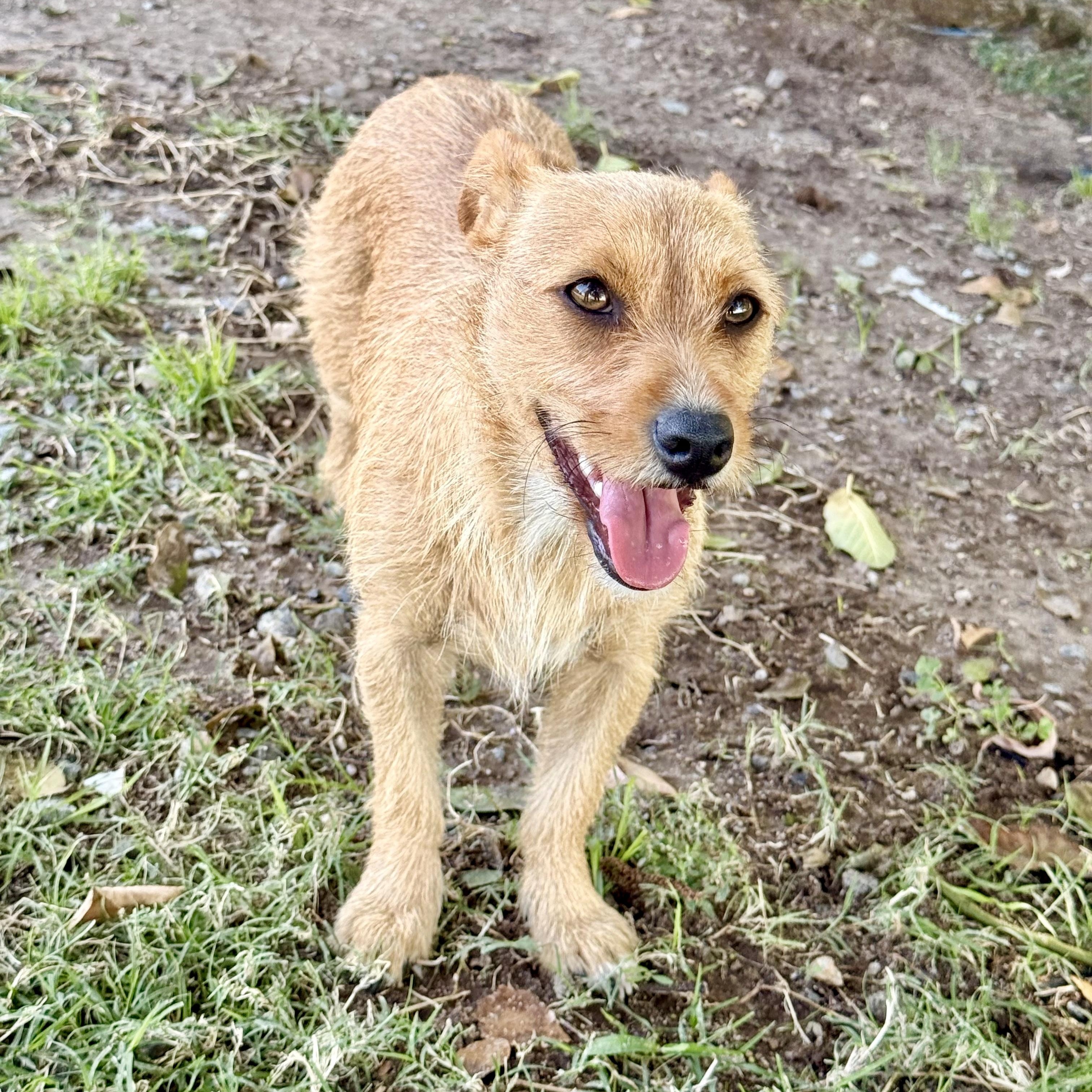 Enlarge Kiwi, a Adoptable mixed breed in modesto, CA image 3/6