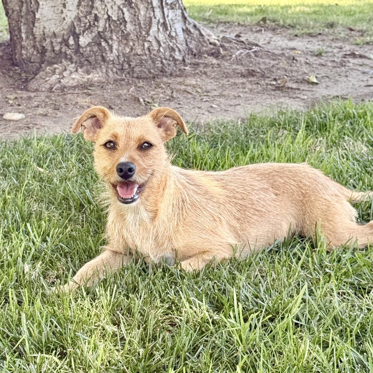 Kiwi, Adoptable, Young Female Wirehaired Terrier & Norfolk Terrier.