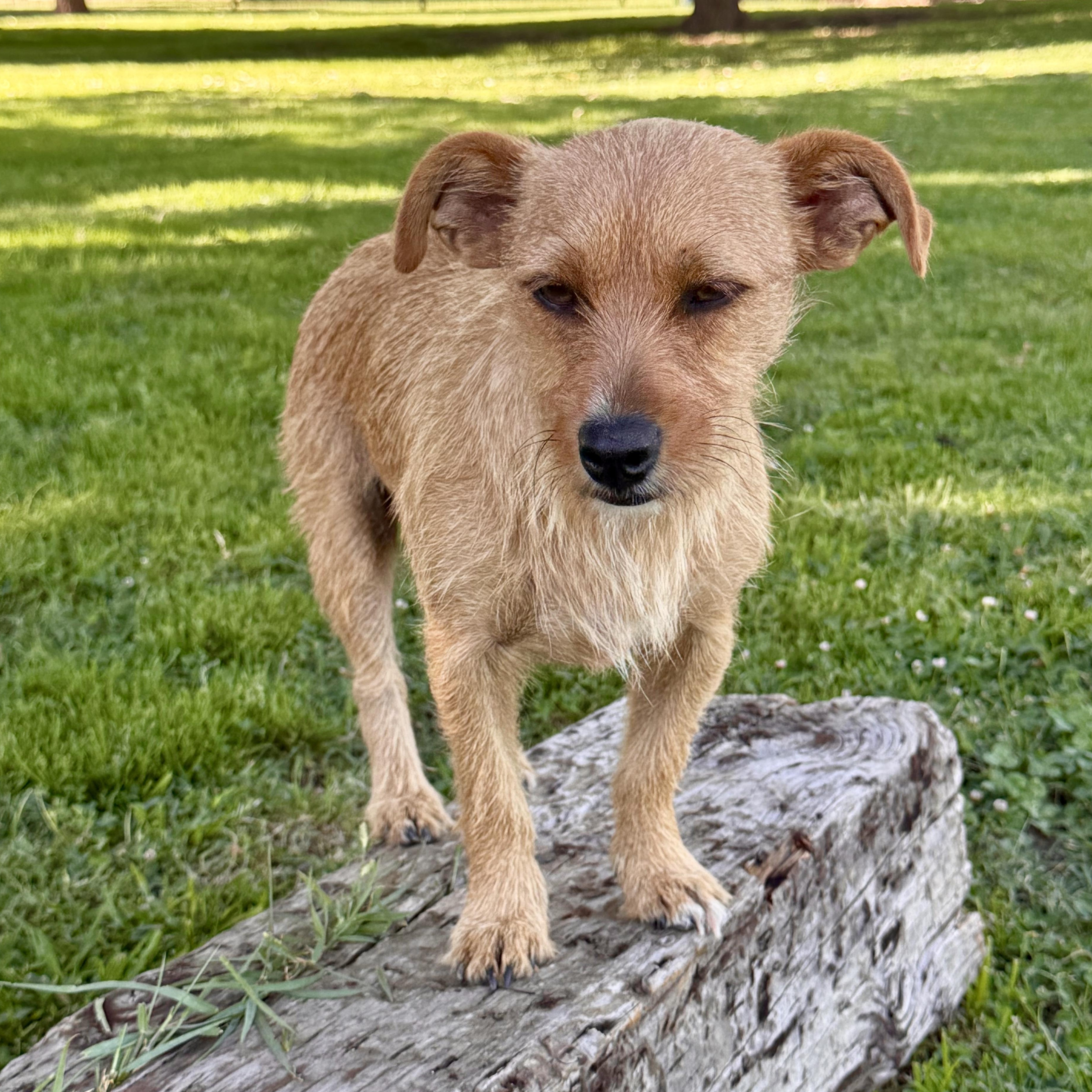 Enlarge Kiwi, a Adoptable mixed breed in modesto, CA image 4/6