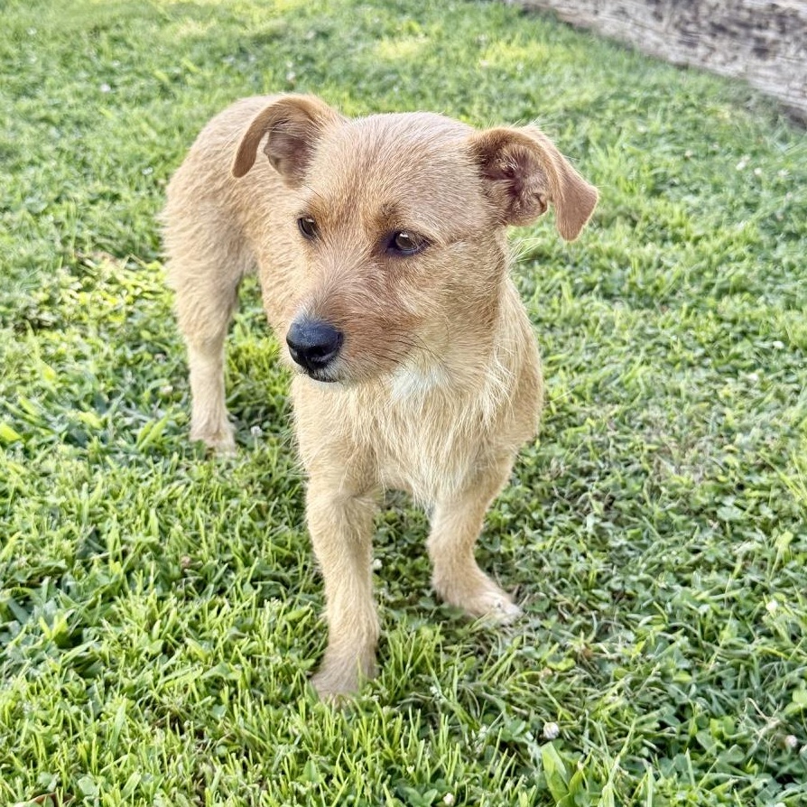 Enlarge Kiwi, a Adoptable mixed breed in modesto, CA image 6/6