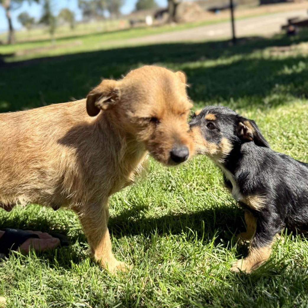 Enlarge Kiwi, a Adoptable mixed breed in modesto, CA image 5/6