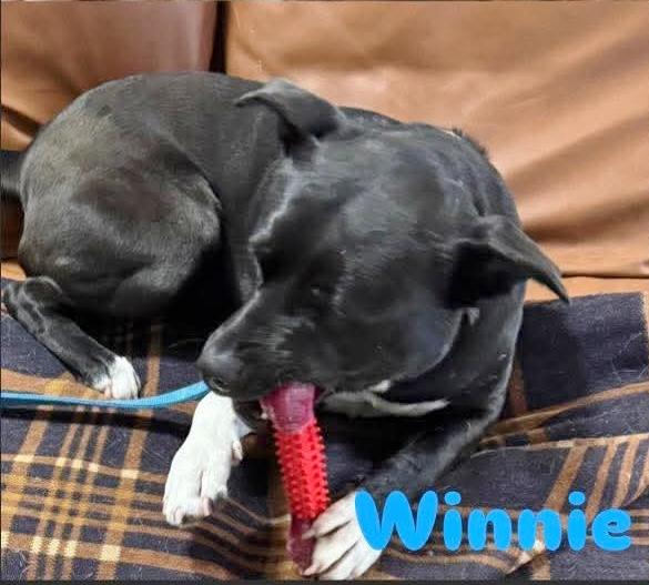 Enlarge Winnie, a Adoptable mixed breed in Traverse City, MI image 1/2