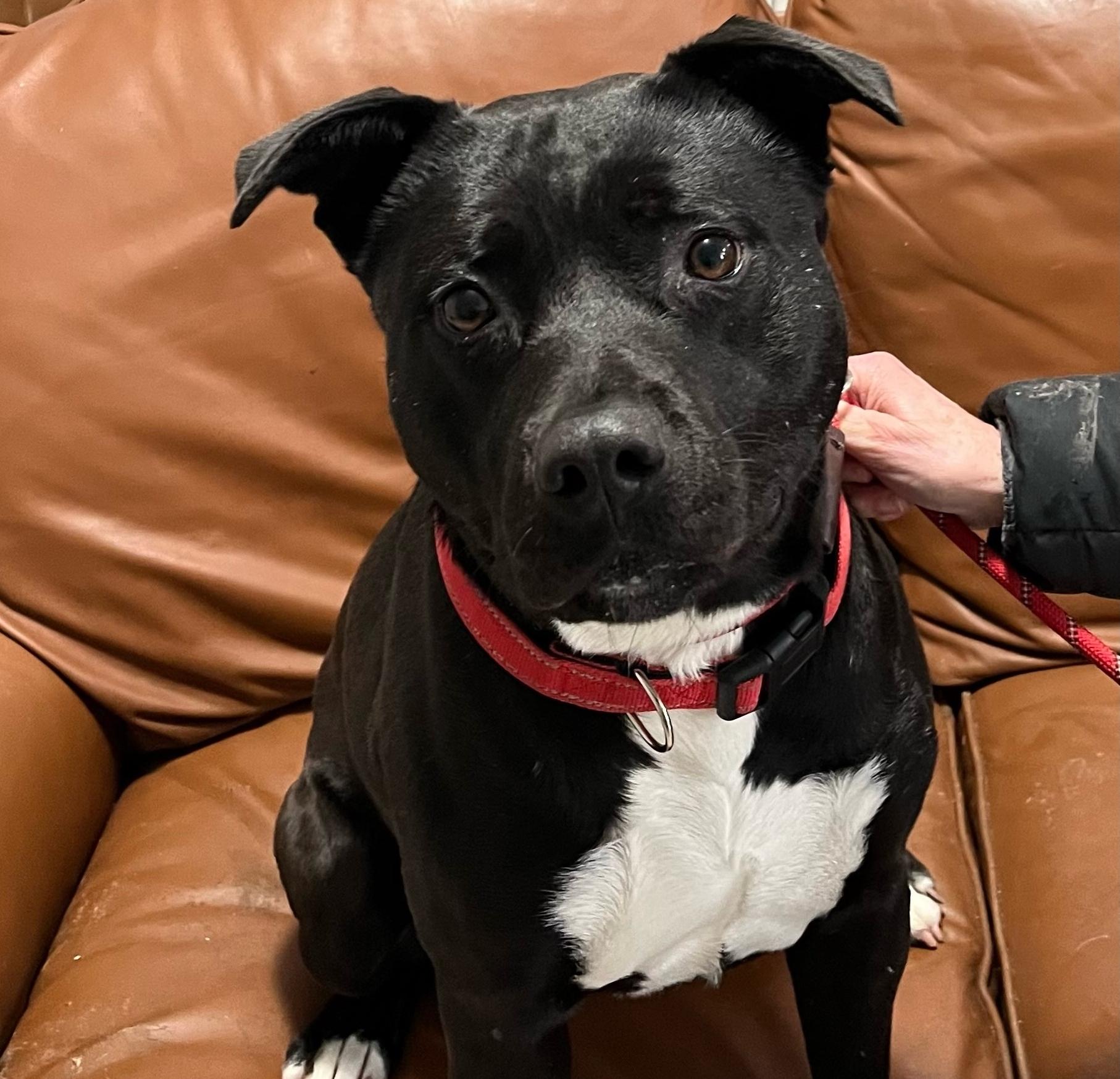 Enlarge Winnie, a Adoptable mixed breed in Traverse City, MI image 1/3