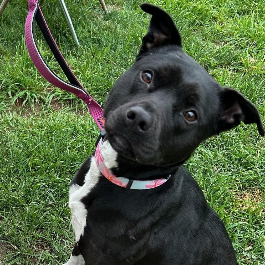 Winnie, Adoptable, Adult Female Pit Bull Terrier & Labrador Retriever.