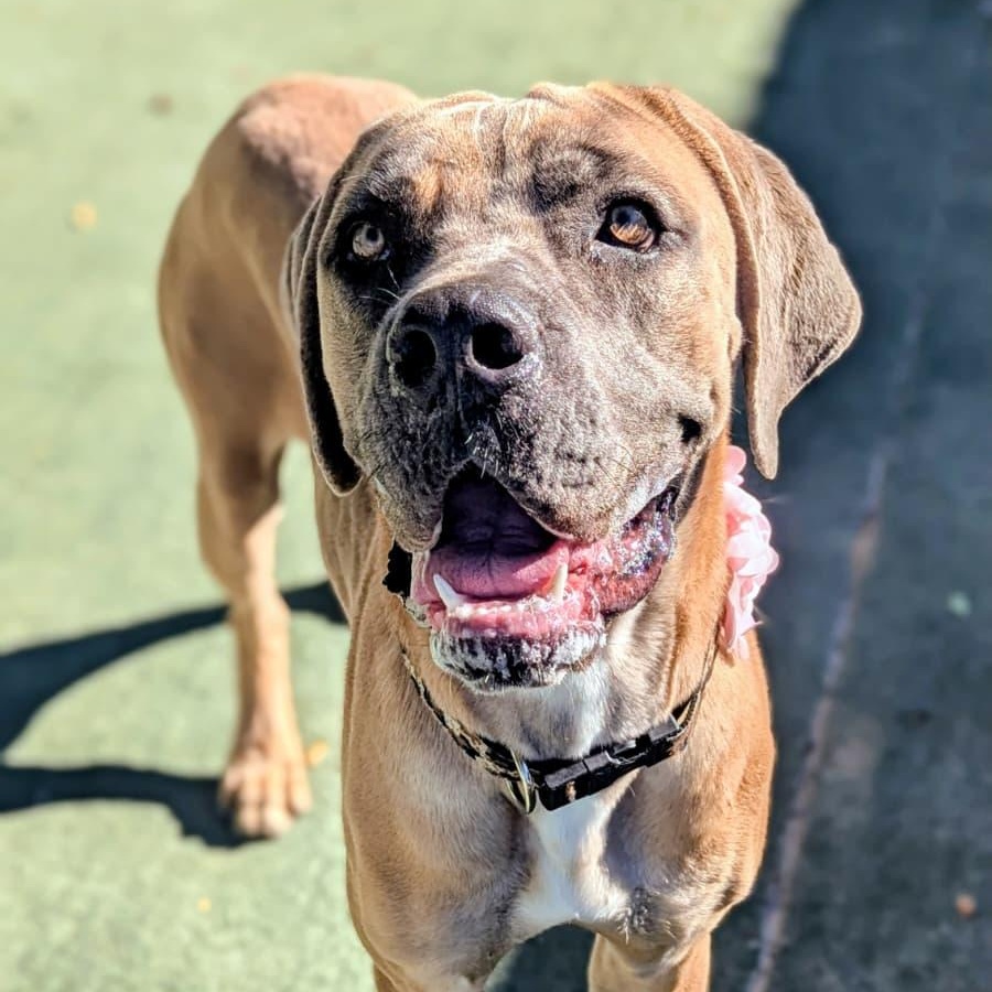 Enlarge Blossom, a ADOPTABLE mixed breed in Ferndale, WA image 1/2