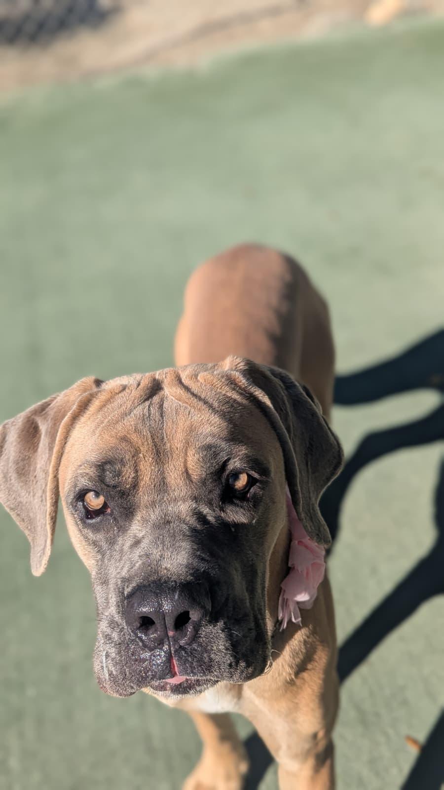 Enlarge Blossom, a ADOPTABLE mixed breed in Ferndale, WA image 2/2