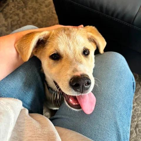 Enlarge Peanut Butter, a Adoptable Shepherd in North Battleford, SK image 1/6