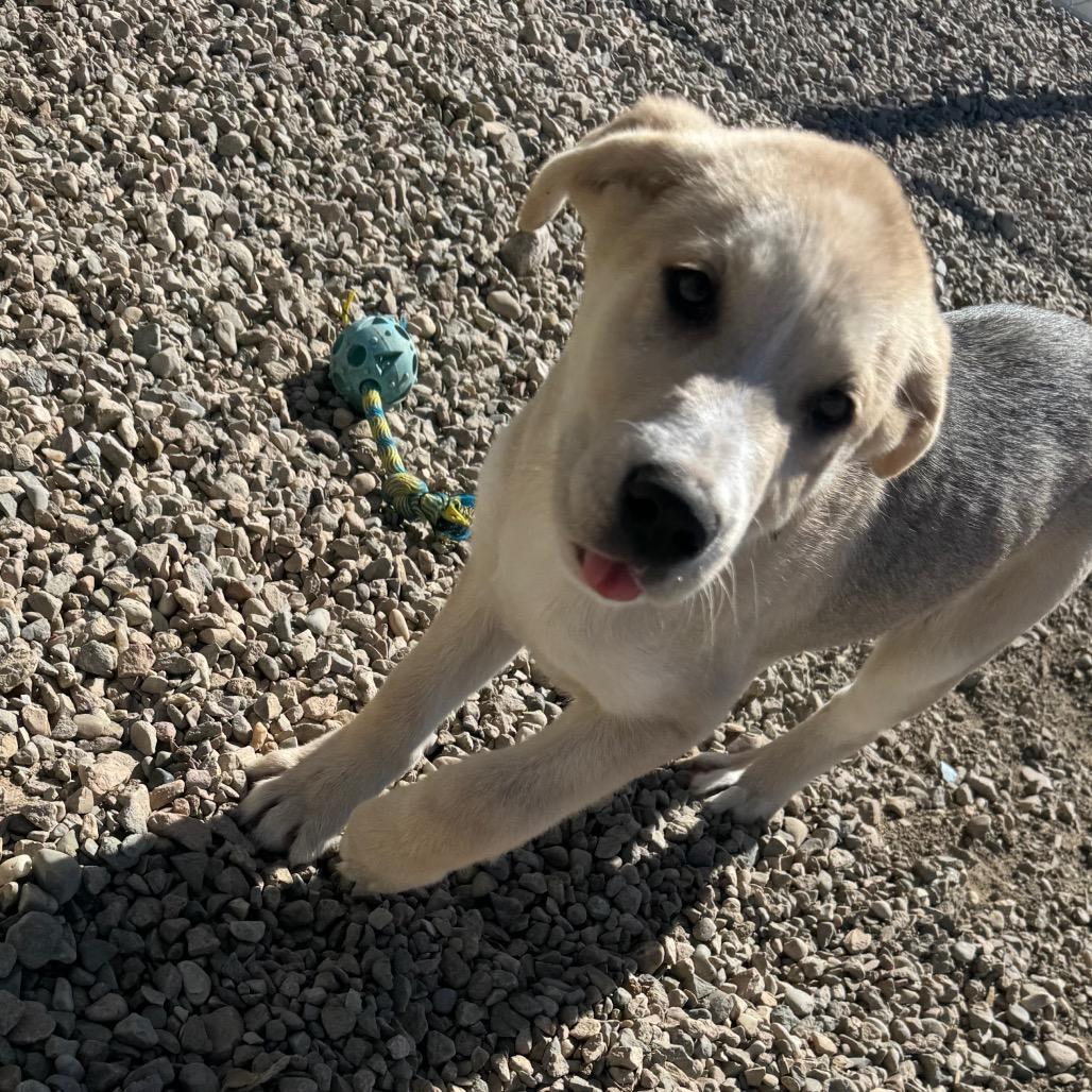 Enlarge Peanut Butter, a Adoptable Shepherd in North Battleford, SK image 2/6