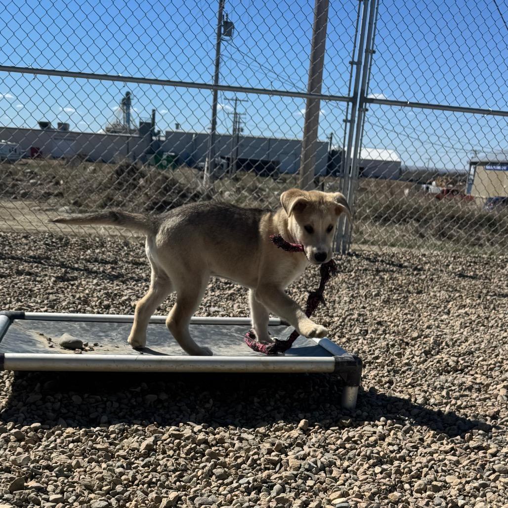 Enlarge Peanut Butter, a Adoptable Shepherd in North Battleford, SK image 3/6