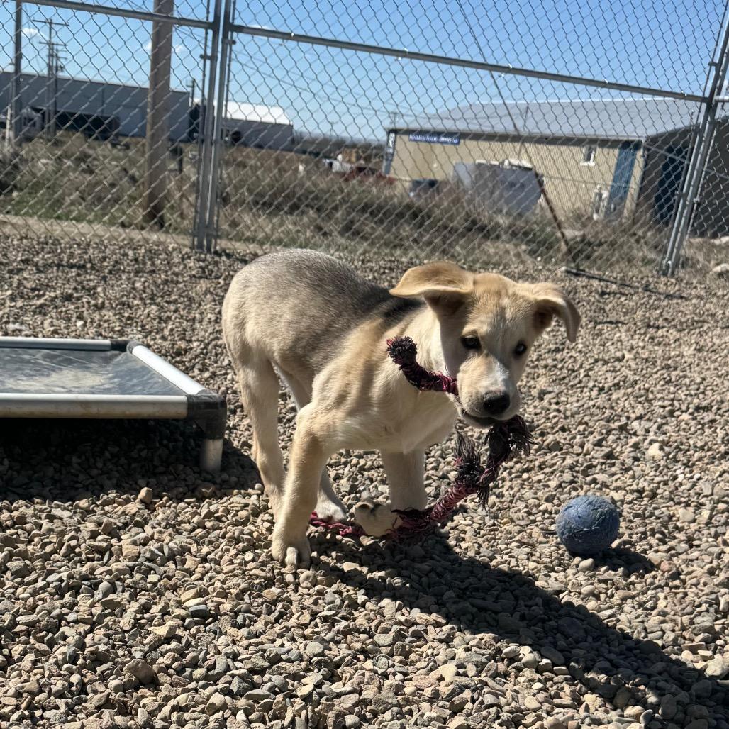 Enlarge Peanut Butter, a Adoptable Shepherd in North Battleford, SK image 4/6