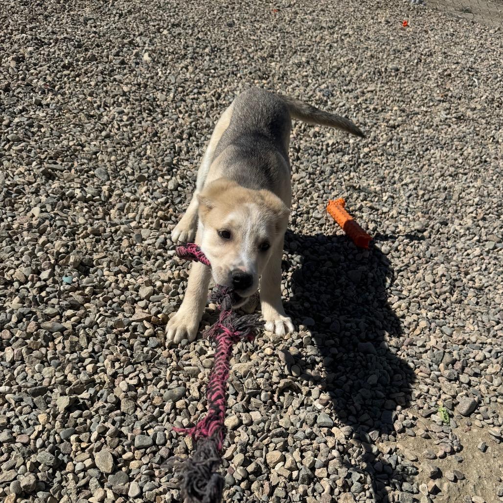 Enlarge Peanut Butter, a Adoptable Shepherd in North Battleford, SK image 5/6
