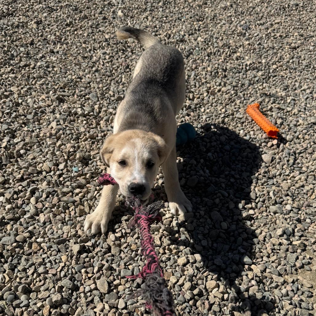 Enlarge Peanut Butter, a Adoptable Shepherd in North Battleford, SK image 6/6