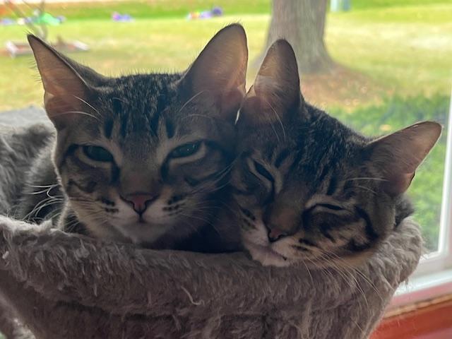 Lawrence, a Adoptable Domestic Short Hair in Johnsburg, IL image 3/5