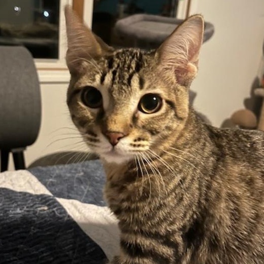 Lawrence, a Adoptable Domestic Short Hair in Johnsburg, IL image 4/5