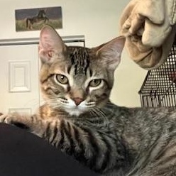 Lawrence, a Adoptable Domestic Short Hair in Johnsburg, IL image 1/5