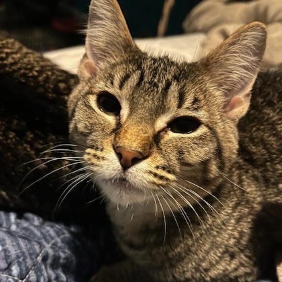 Lawrence, a Adoptable Domestic Short Hair in Johnsburg, IL image 2/5