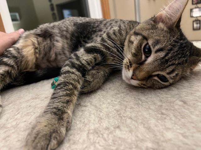 Lawrence, a Adoptable Domestic Short Hair in Johnsburg, IL image 5/5