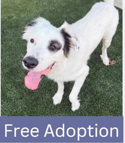 Enlarge Whiskey, a Adoptable mixed breed in Grapevine, TX image 1/2