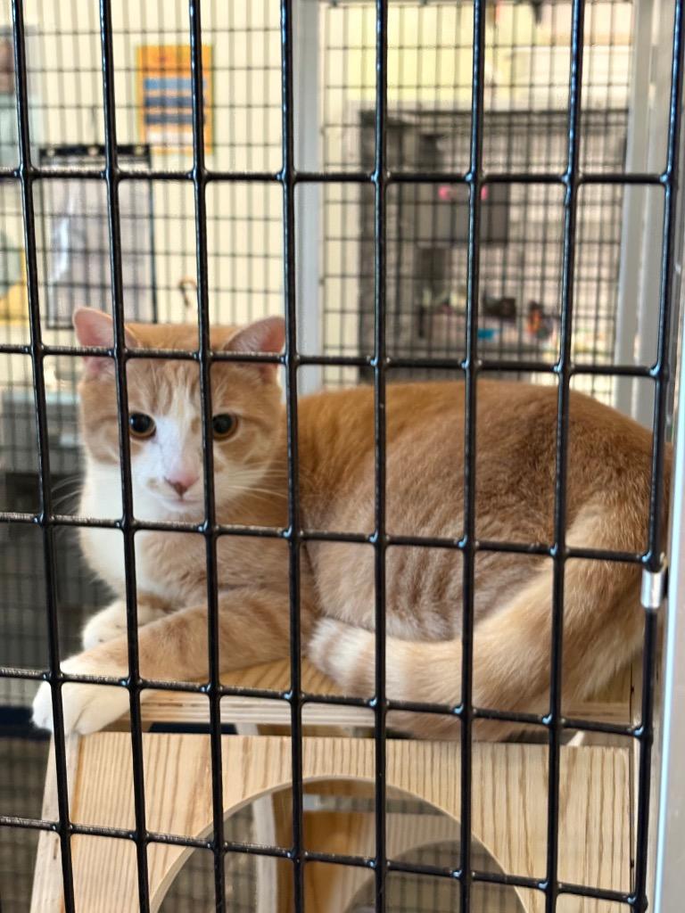 Enlarge Raff, a Adoptable mixed breed in Raleigh, NC image 2/3