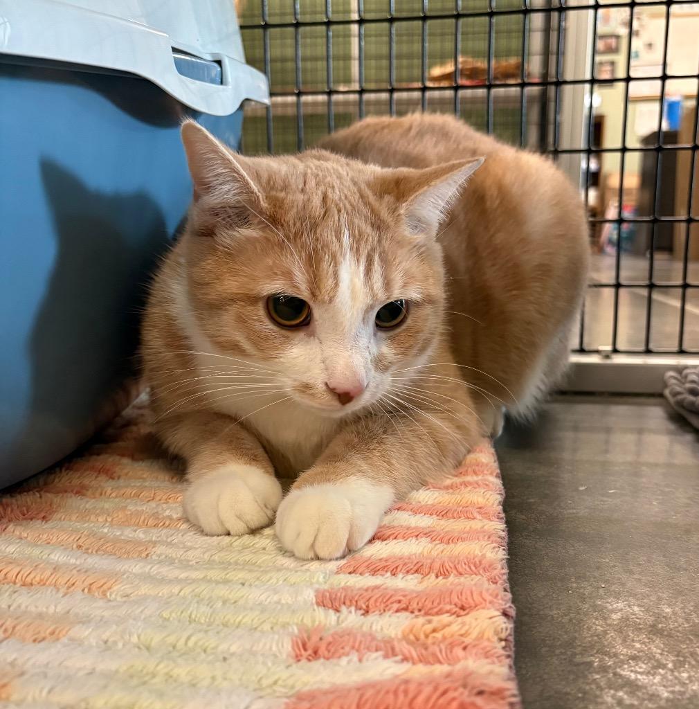 Enlarge Raff, a Adoptable mixed breed in Raleigh, NC image 3/3