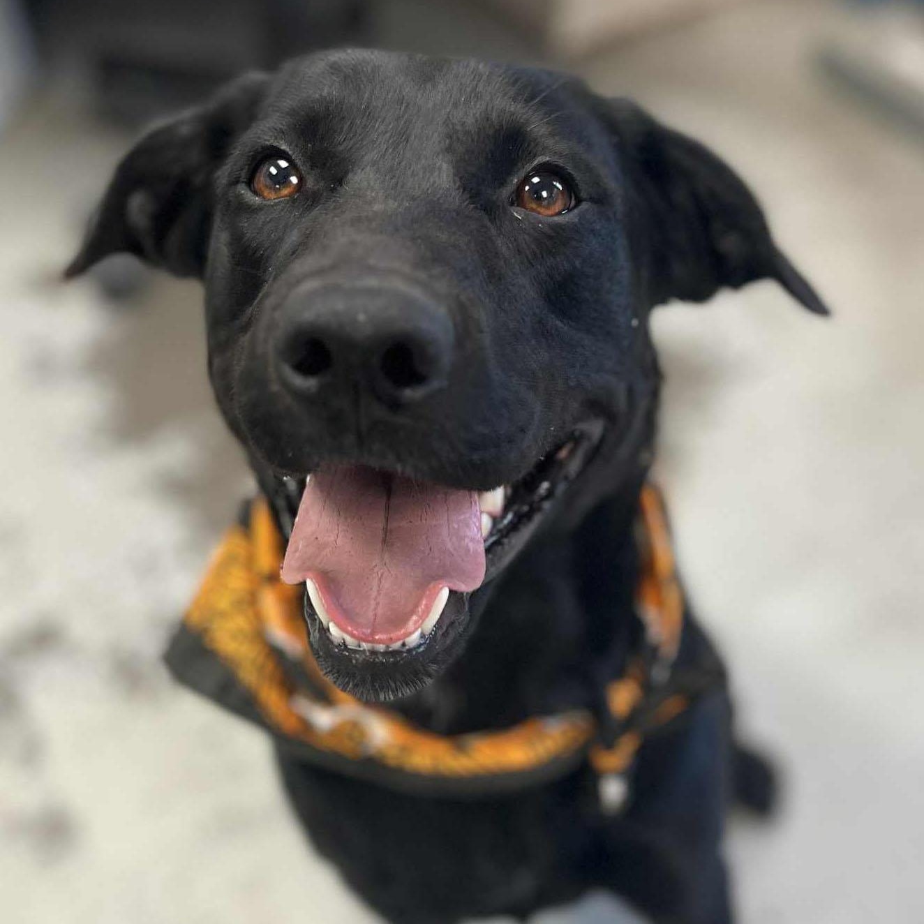 Summer, an adoptable mixed breed in San Francisco, CA image 4/6