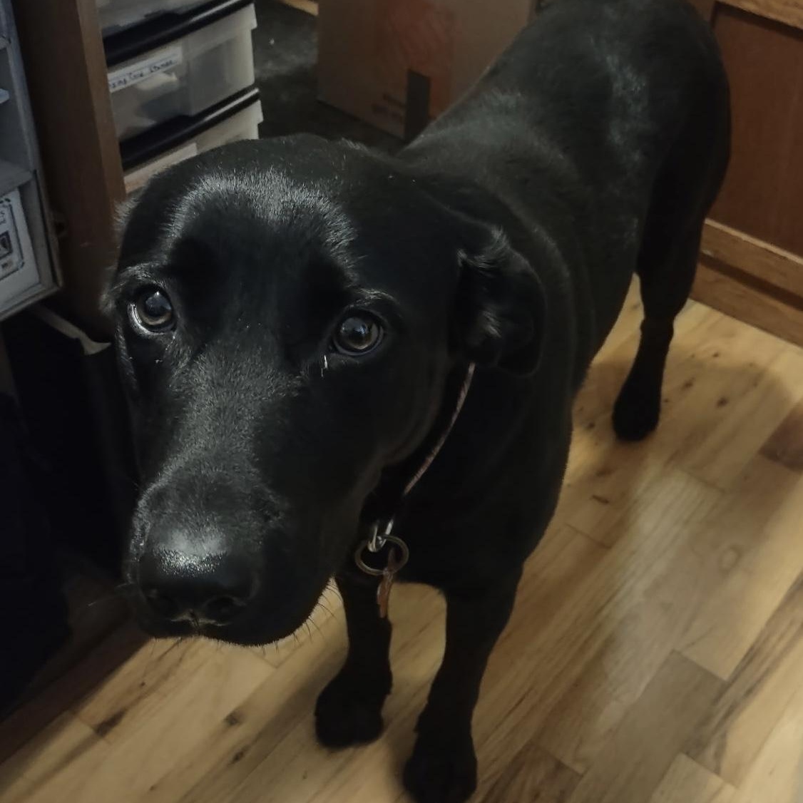 Summer, an adoptable mixed breed in San Francisco, CA image 6/6