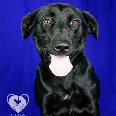 Summer, an adoptable mixed breed in San Francisco, CA image 1/6