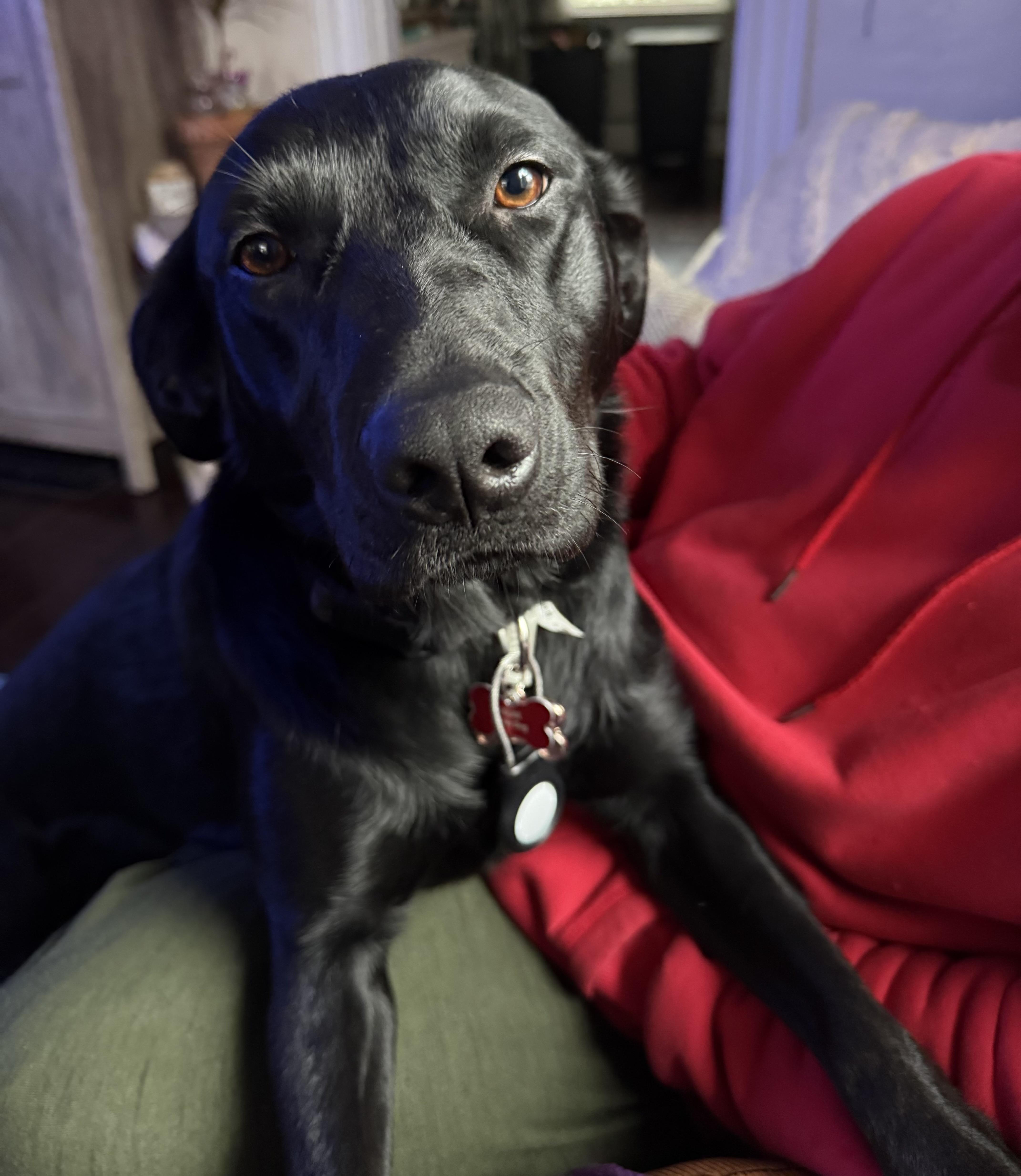 Summer, an adoptable mixed breed in San Francisco, CA image 2/6