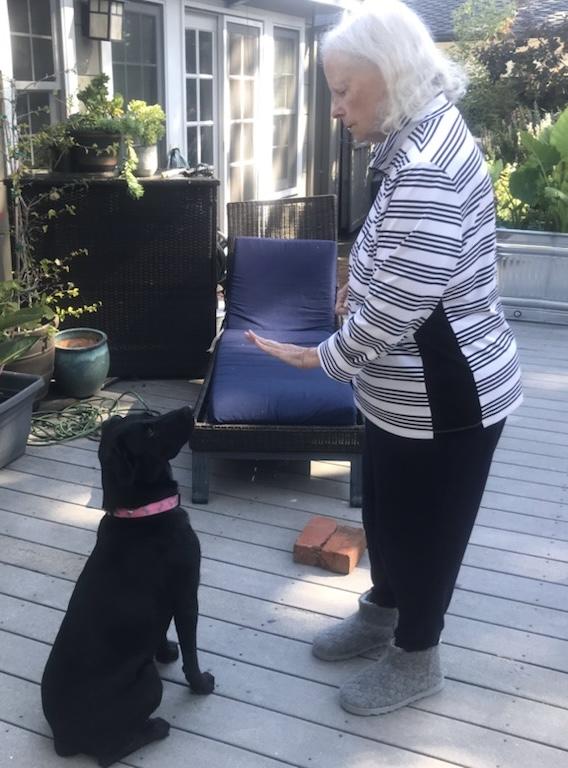 Summer, an adoptable mixed breed in San Francisco, CA image 3/6