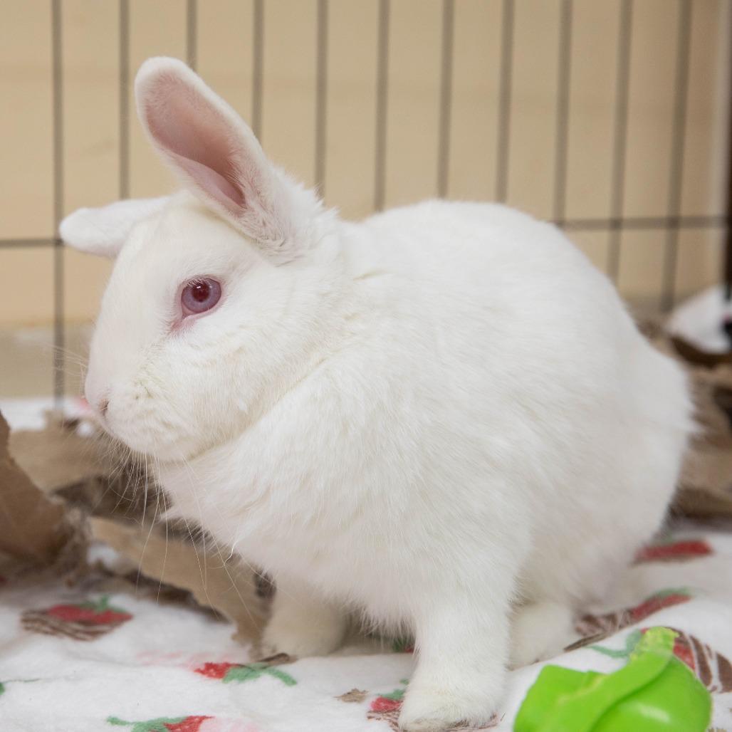 Brick Tamland, Adoptable, Adult Male Florida White.