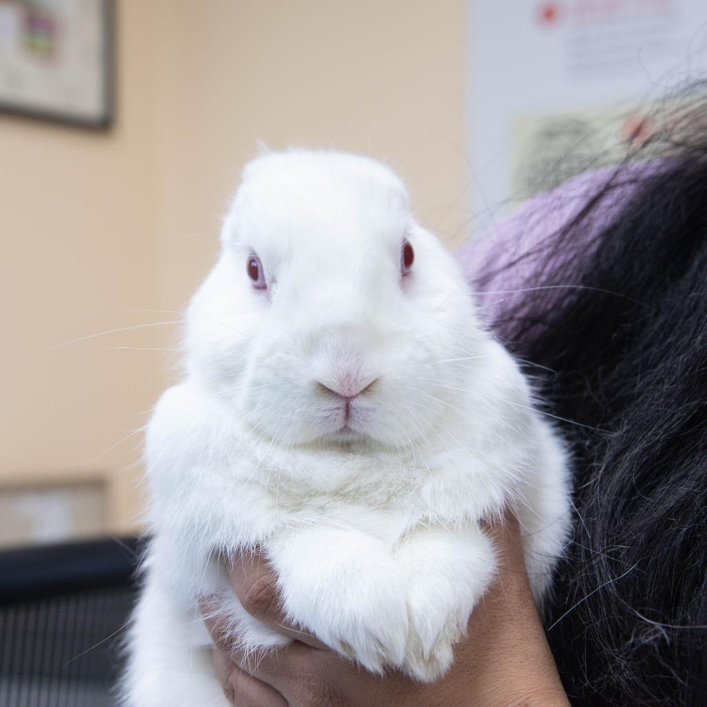 Enlarge Brick Tamland, a Adoptable Florida White in Richmond, CA image 2/6