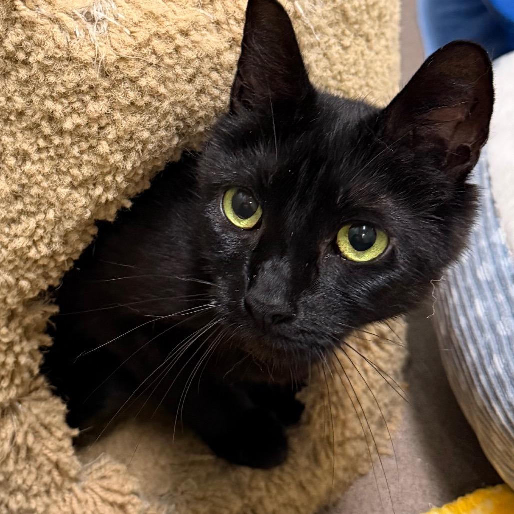 Pixie, Adoptable, Adult Female Domestic Short Hair.