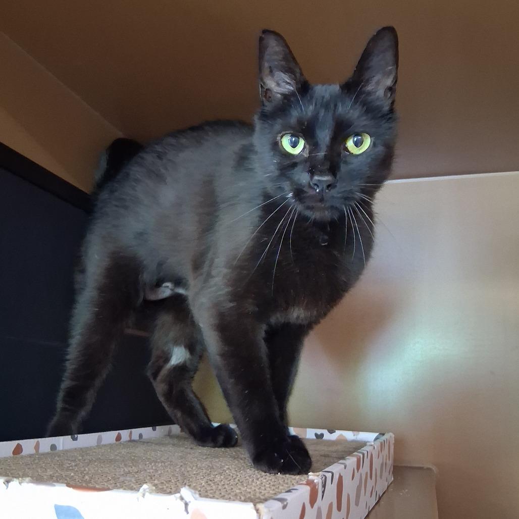 Pixie, a Adoptable Domestic Short Hair in Middlebury, VT image 2/6