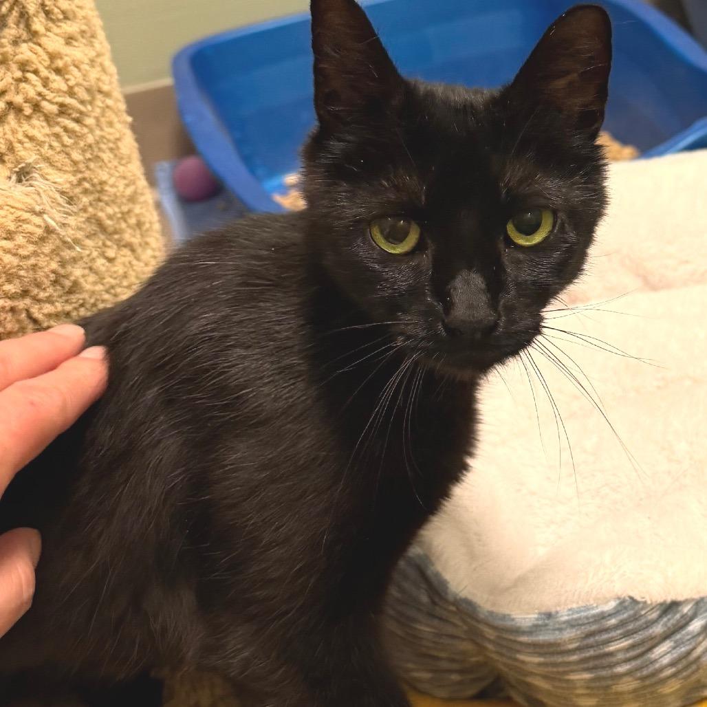 Pixie, a Adoptable Domestic Short Hair in Middlebury, VT image 3/6