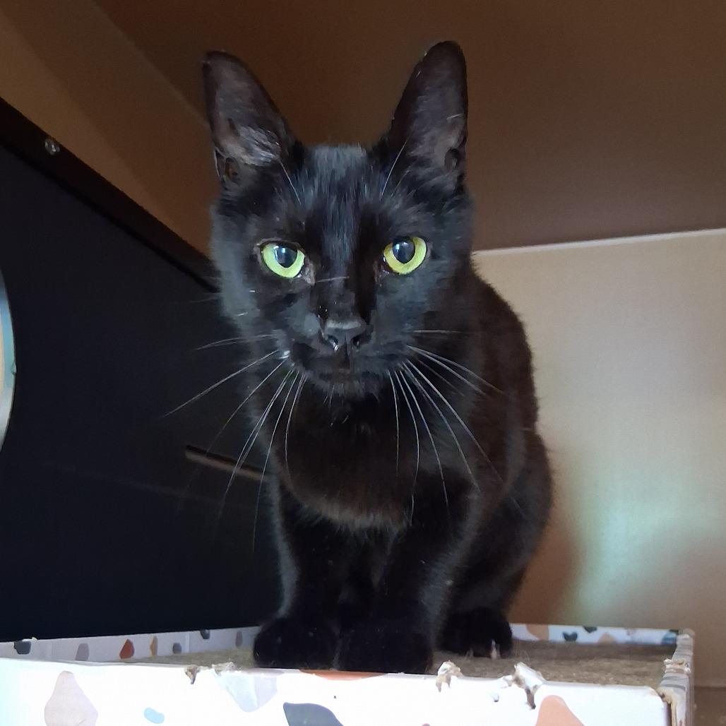 Pixie, a Adoptable Domestic Short Hair in Middlebury, VT image 4/6