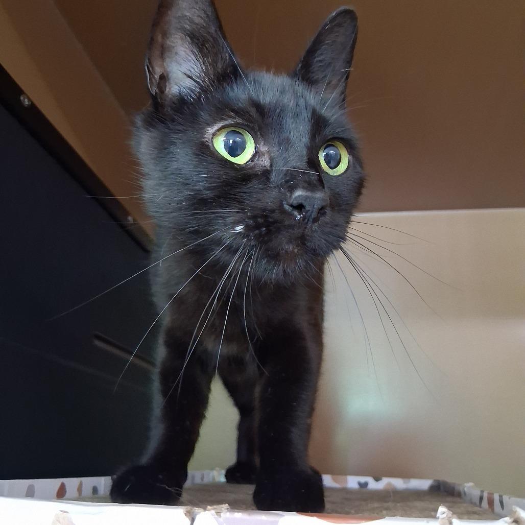 Pixie, a Adoptable Domestic Short Hair in Middlebury, VT image 5/6