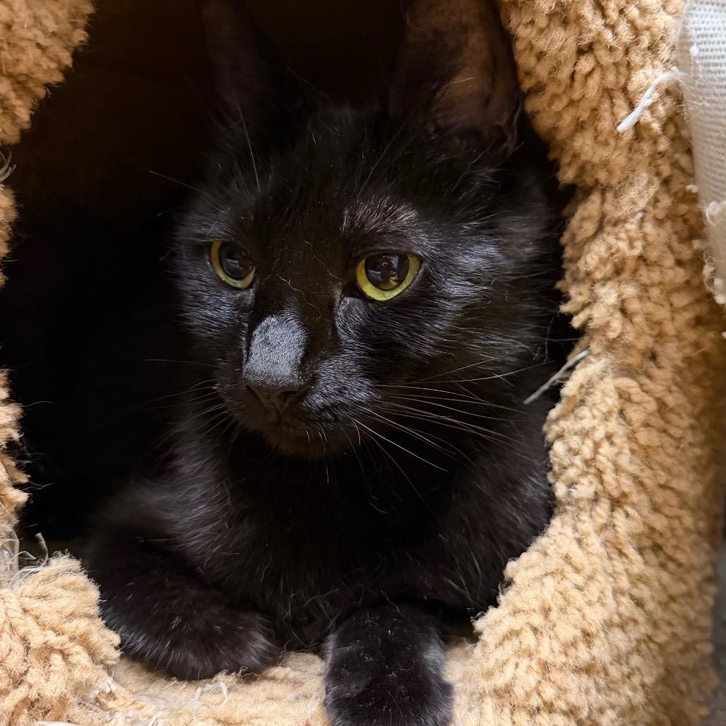 Pixie, a Adoptable Domestic Short Hair in Middlebury, VT image 6/6