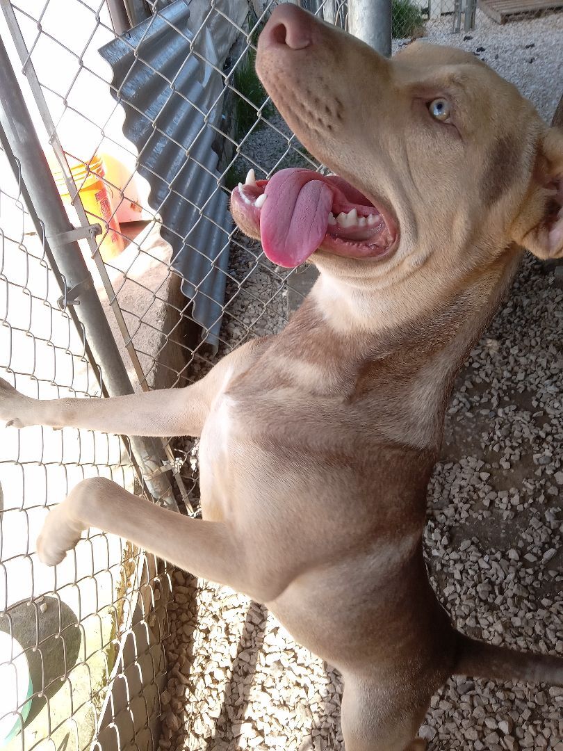 Enlarge Bandit, a Adoptable Mixed Breed in Guayama, PR image 2/6