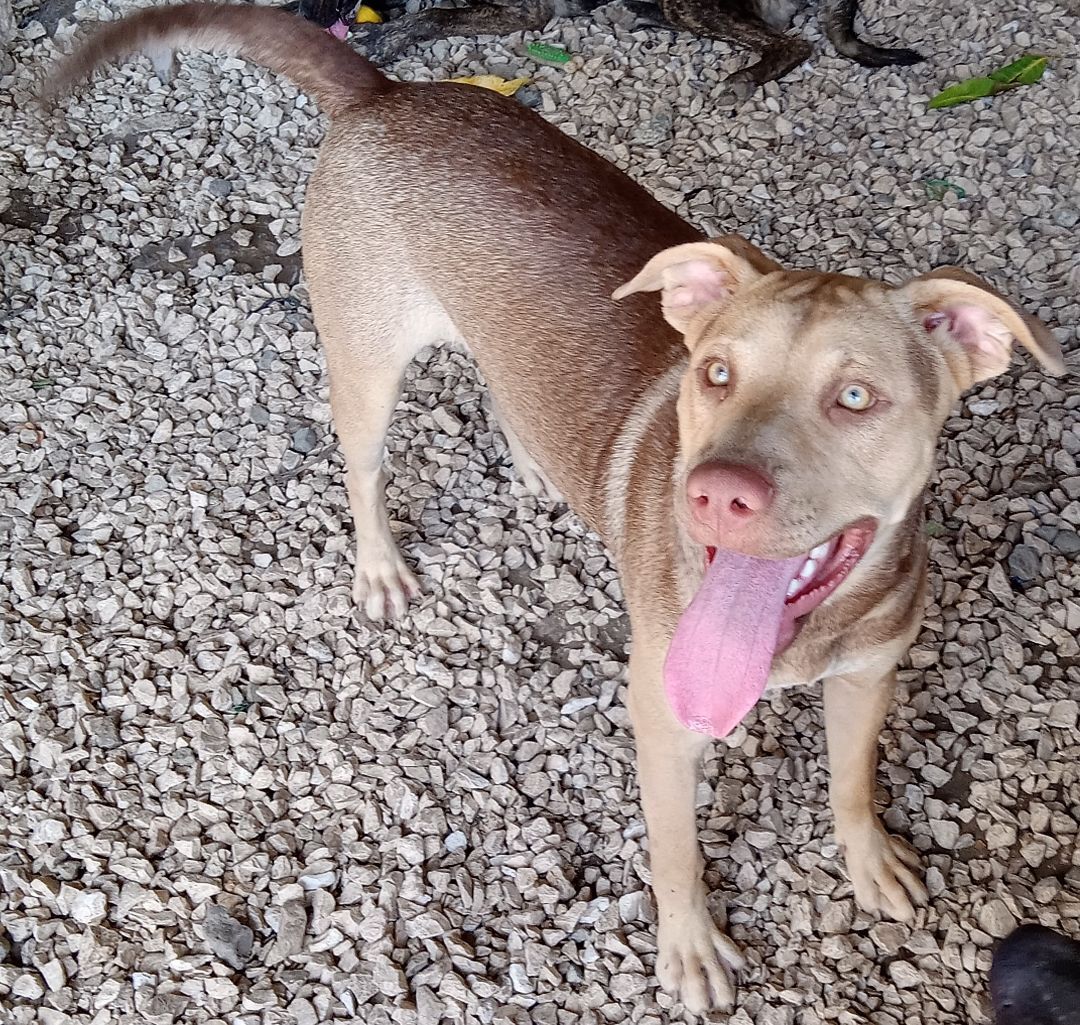 Enlarge Bandit, a Adoptable Mixed Breed in Guayama, PR image 4/6