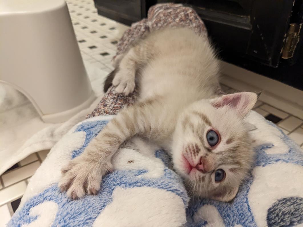 FRED, Adoptable, Kitten Male Domestic Short Hair.