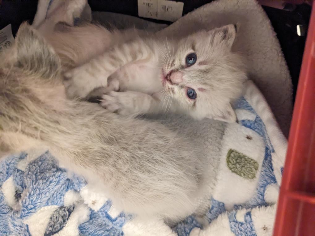 FRED, Adoptable, Kitten Male Domestic Short Hair.