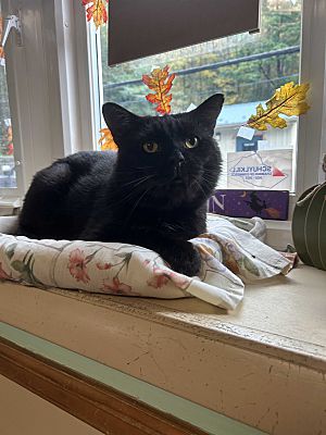 Jethro, a Adoptable Domestic Short Hair in Pottsville, PA image 1/2